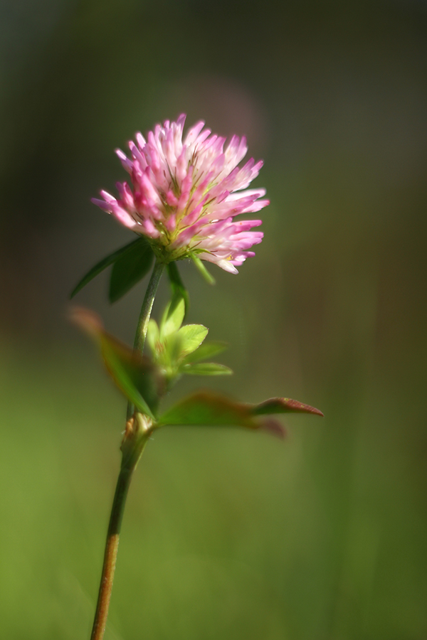 Blume.jpg