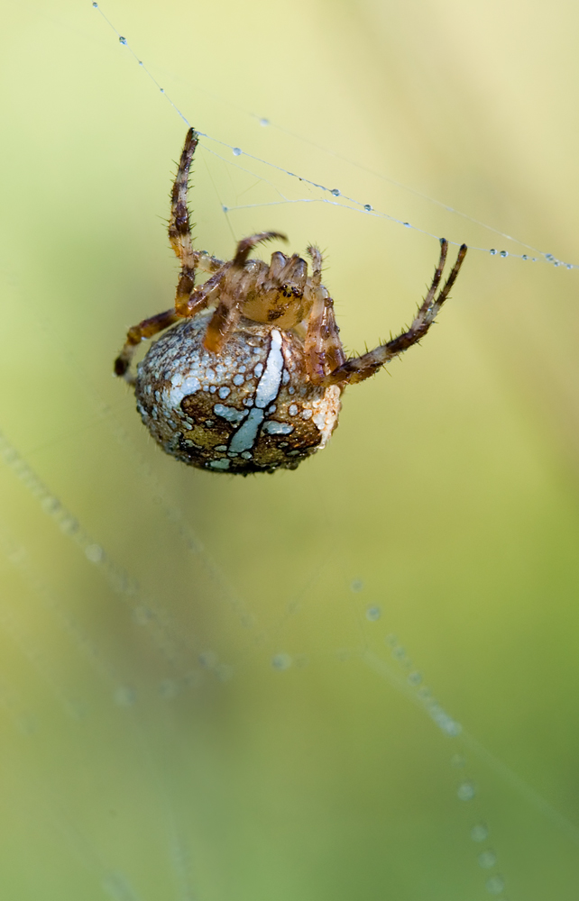 Kreuzspinne1_DSC2463.jpg