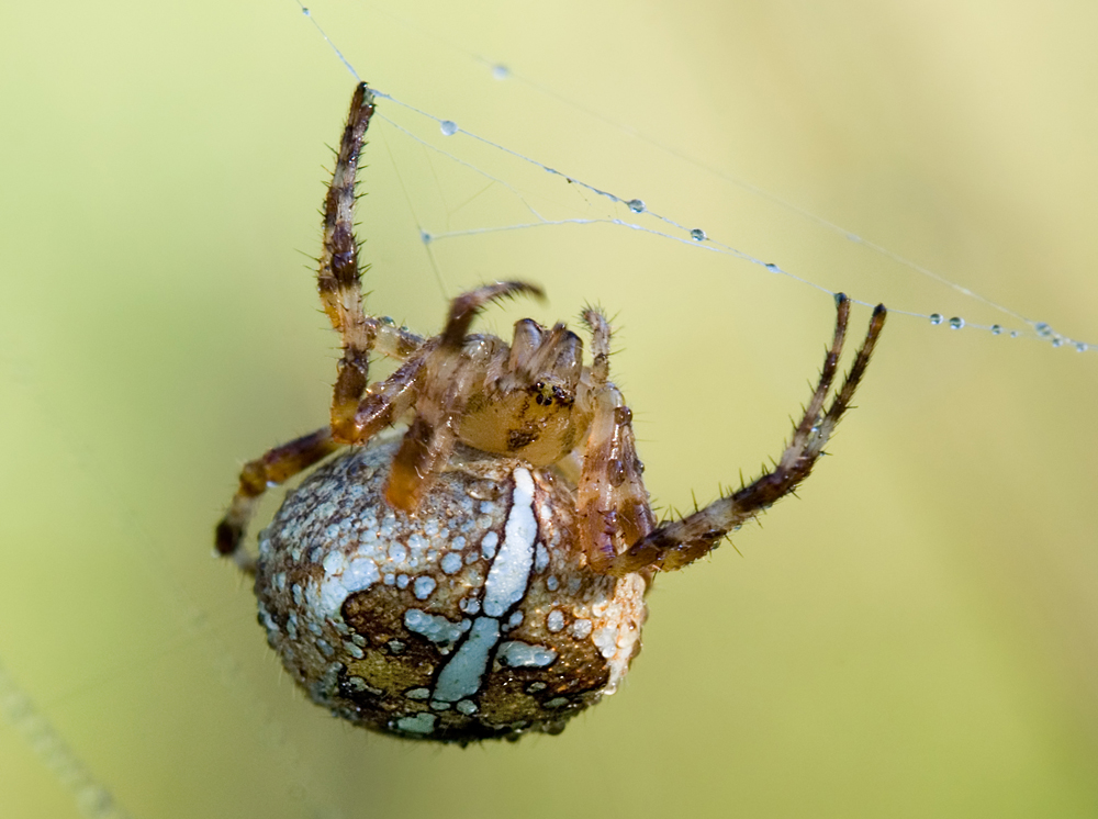 Kreuzspinne2_DSC2463.jpg