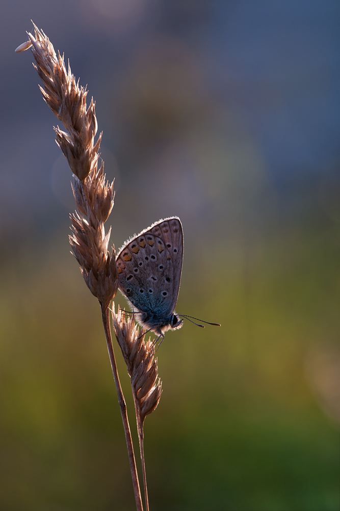 DSC_0078 mf.jpg
