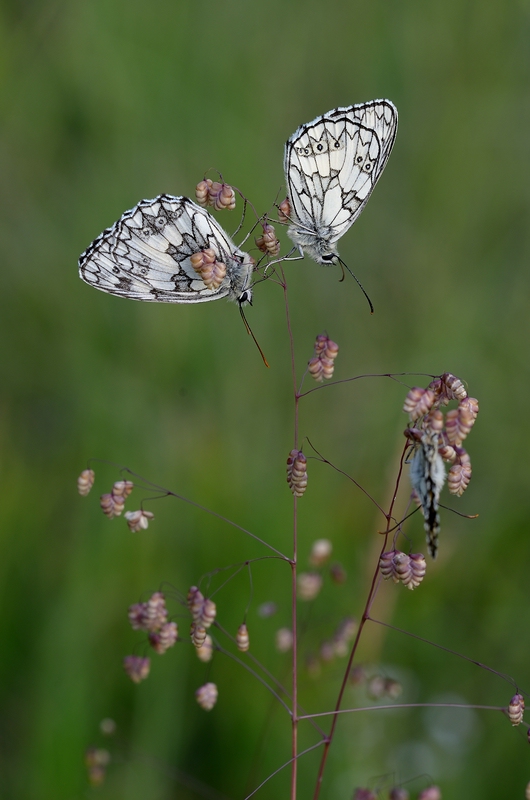 comp_1DSC_5334.jpg