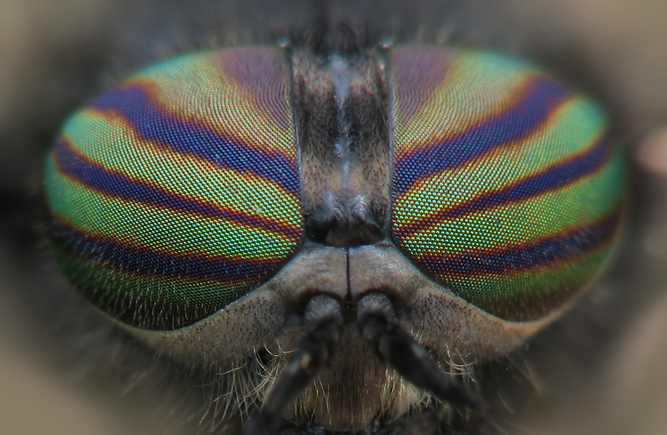 auge4 Kopie_filtered.jpg