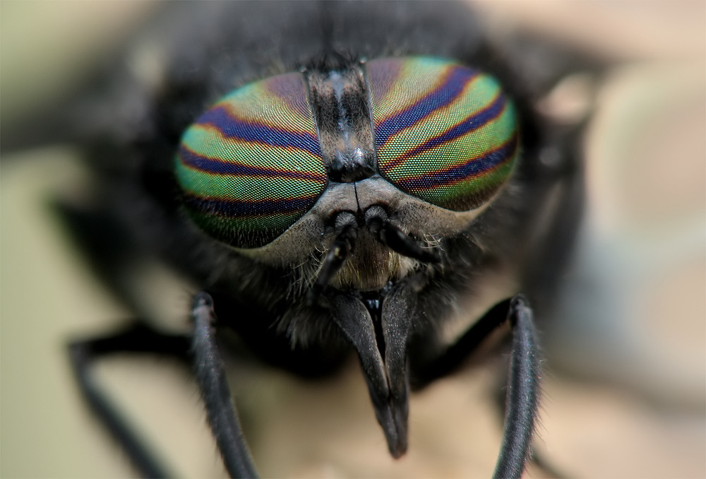 auge3 Kopie_filtered.jpg