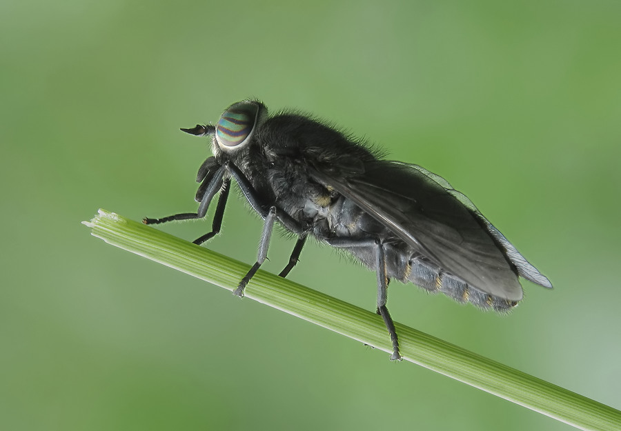 pferdef1 Kopie_filtered.jpg