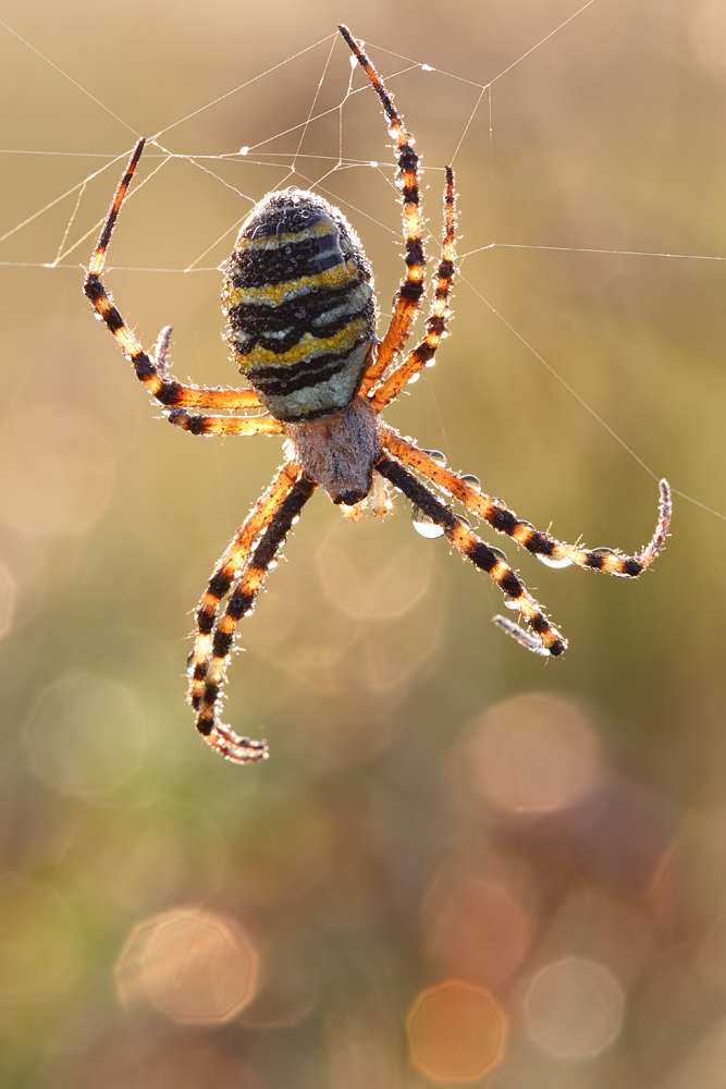 Wespenspinne.jpg