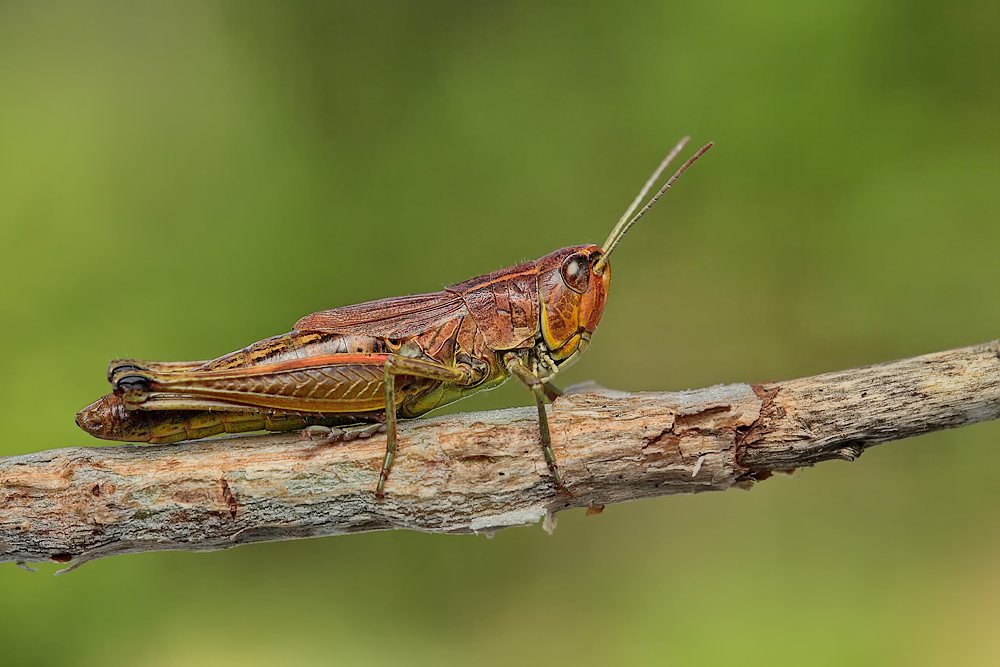 img_9564kl_119 ch p.jpg