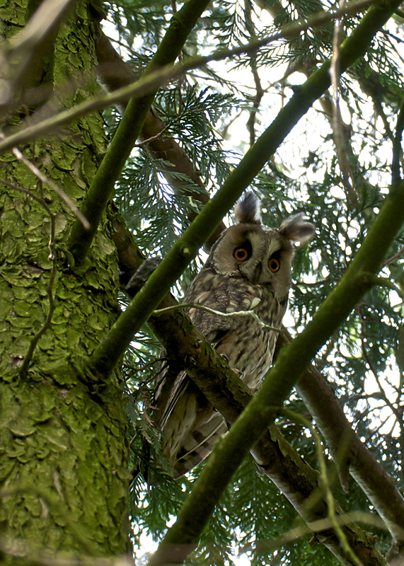 Uhu_01.jpg