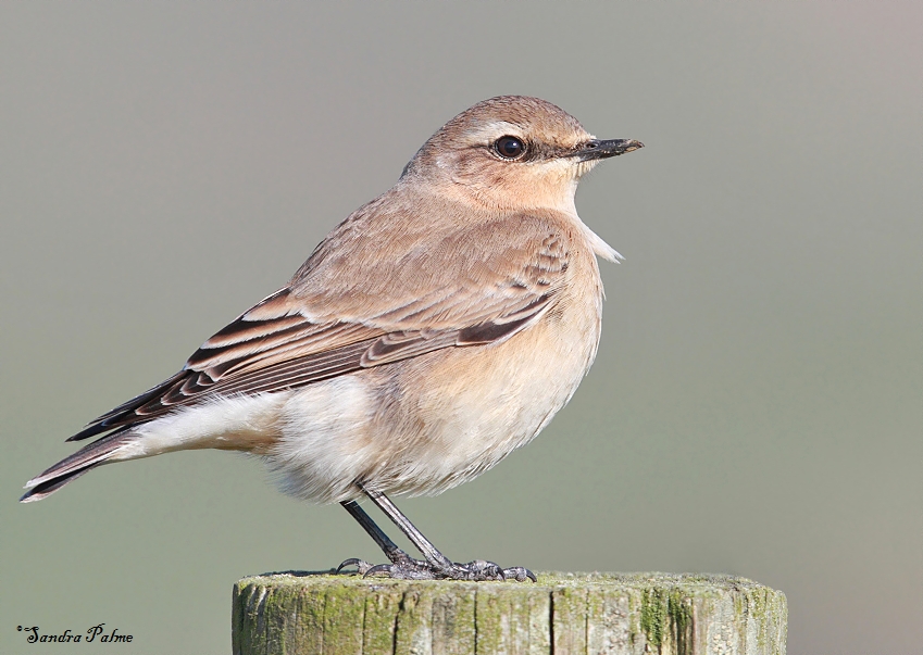 1wheatearbestlarge.jpg