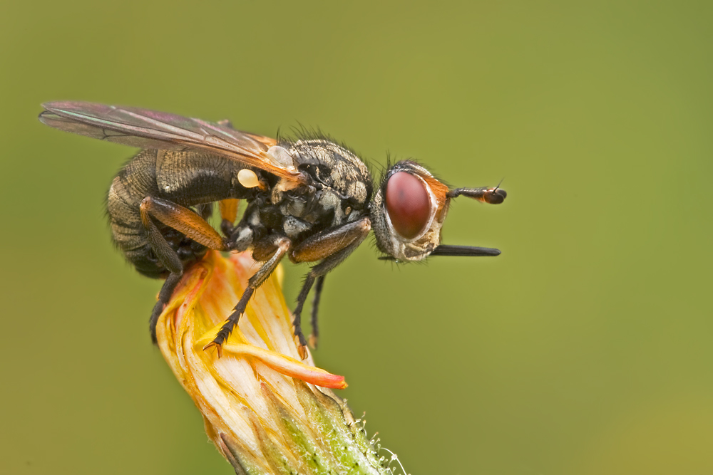 IMG_4380-stechfliege2.jpg