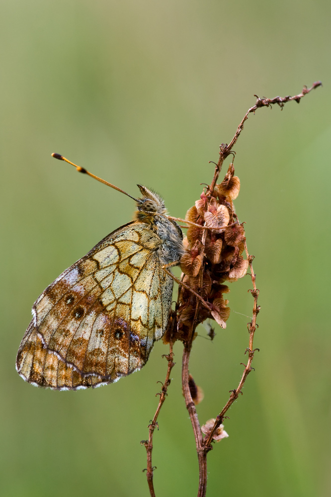 Mädesüßperlmuttfalter19-kl.jpg