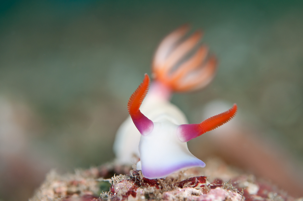 Hypselodoris bullockii Prachtsternschnecke-2.jpg