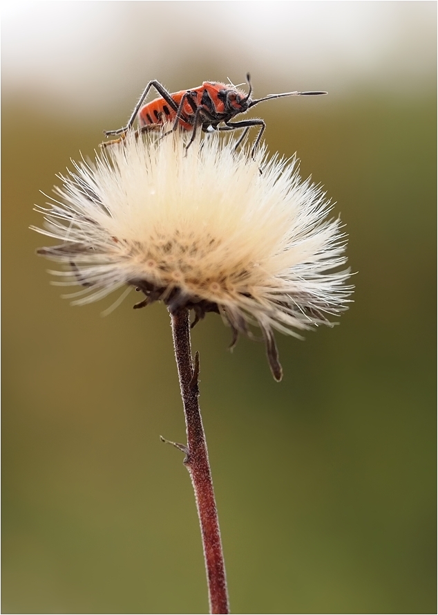 Zimtwanze Herbst.jpg