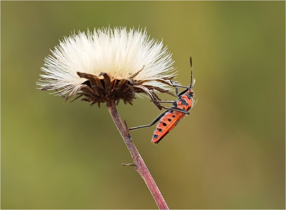 Zimtwanze Herbst 2.jpg