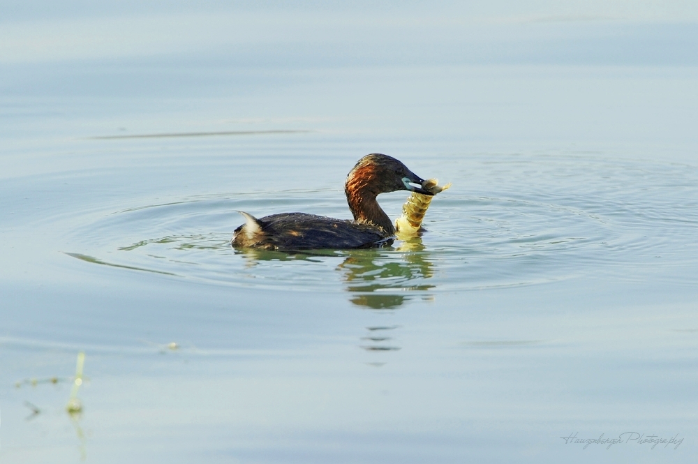 Zwergtaucher-2011-75-o.jpg