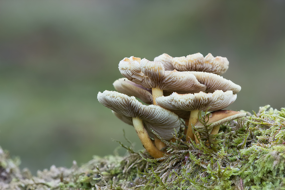 pilze-IMG_0835.jpg