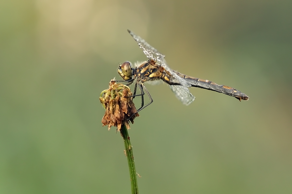 29.09.2011-moor 184.JPG