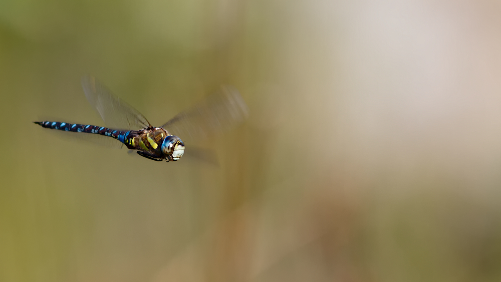 _MG_2443_Aeshna mixta.jpg
