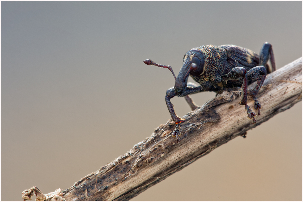 0744 Hylobius abietis – Fichtenrüsselkäfer.jpg