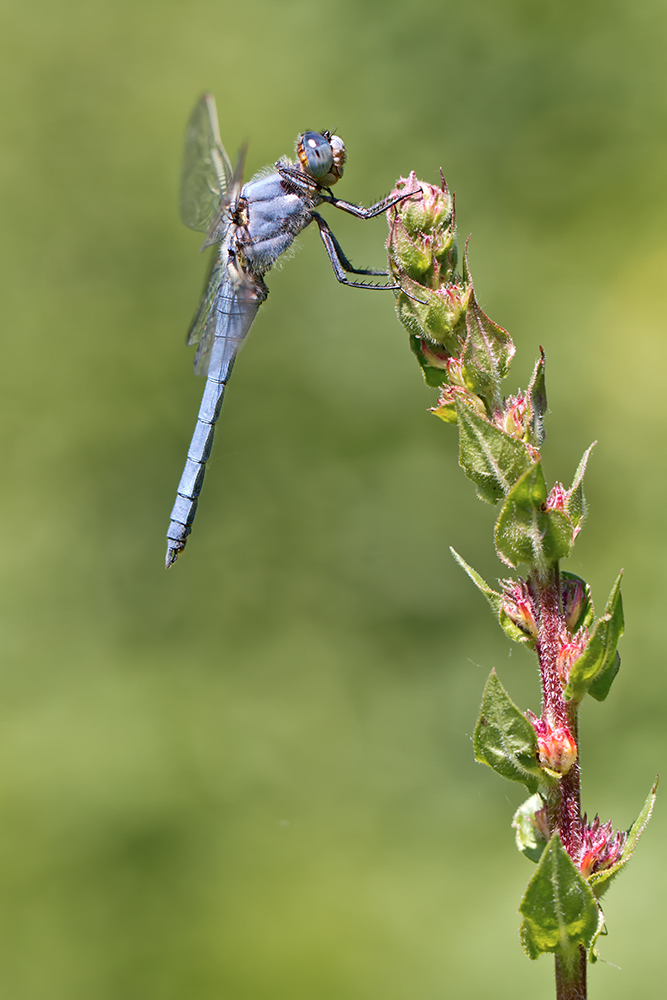 _MG_8937 Südlicher Blaupfeil.jpg