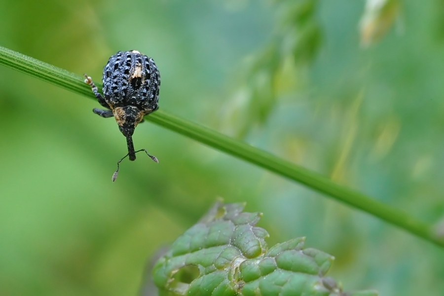 DSC_0129 bb_filtered.jpg