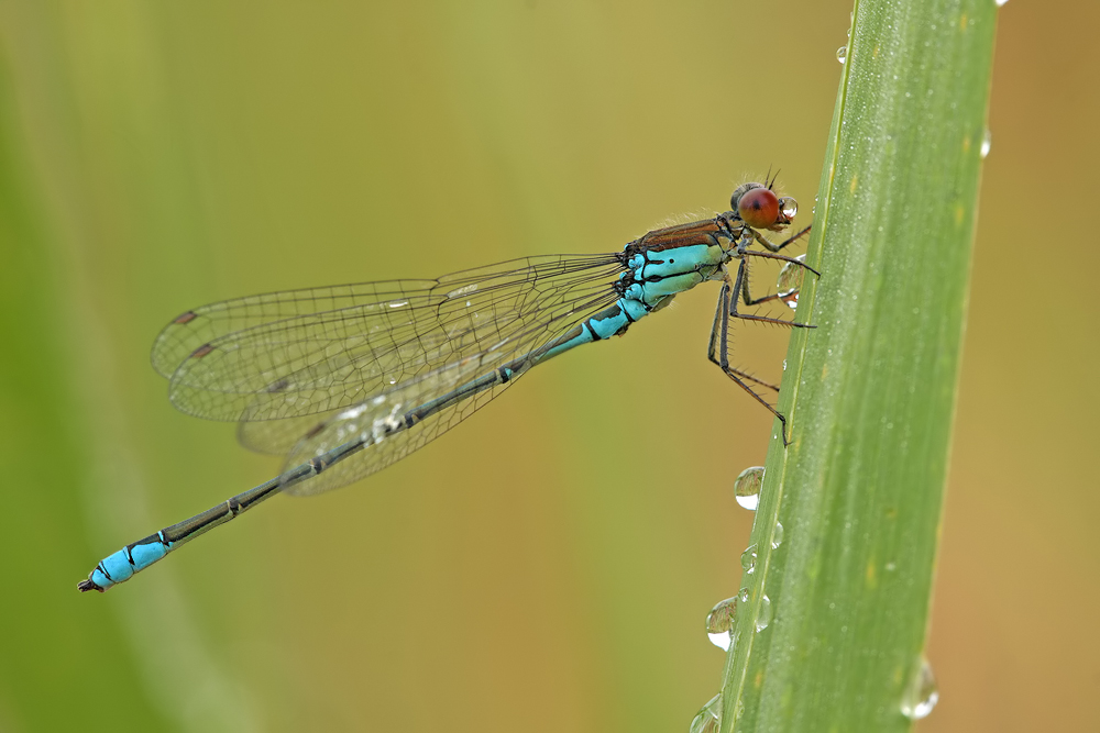 Erythromma viridulum_m_IMG_6507a.jpg