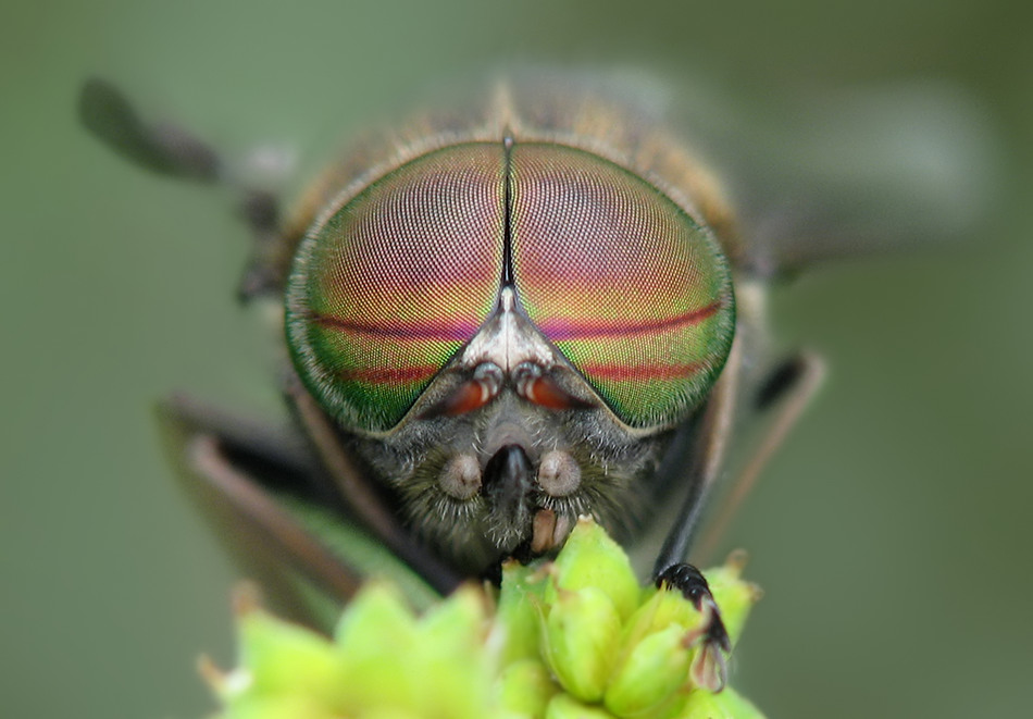 pferdeb2 Kopie_filtered.jpg