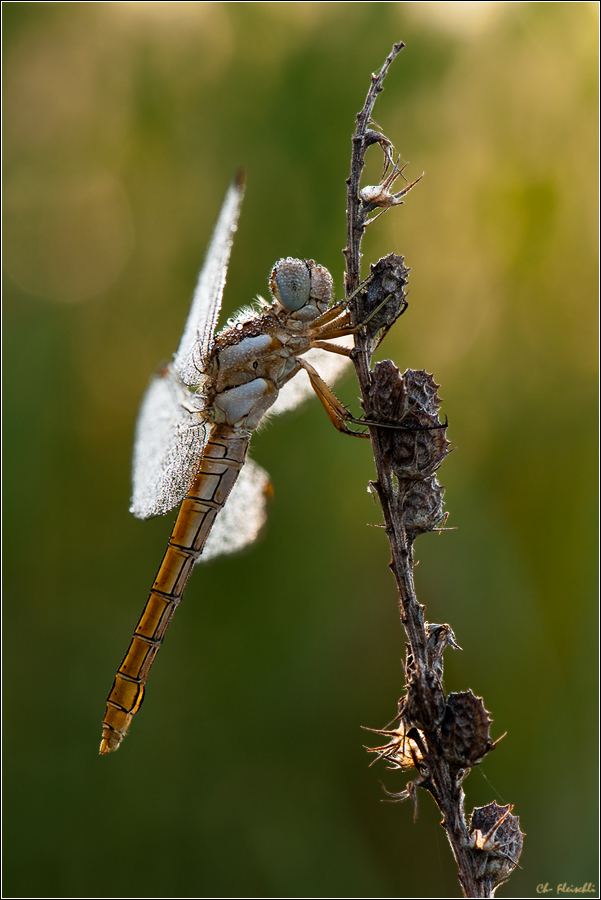 DSC_0402 _blaupfeil_105f10_1I40s_200.jpg