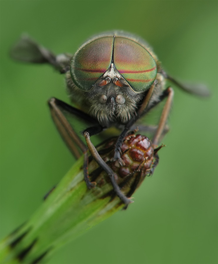 pferdef1 Kopie_filtered.jpg