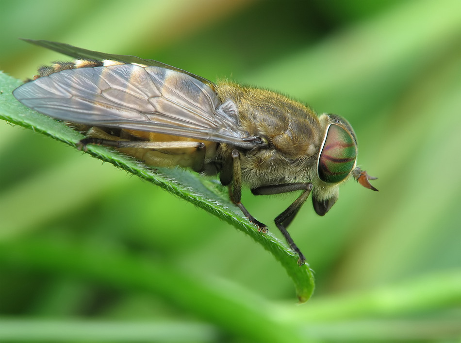 pferdeb3 Kopie_filtered.jpg