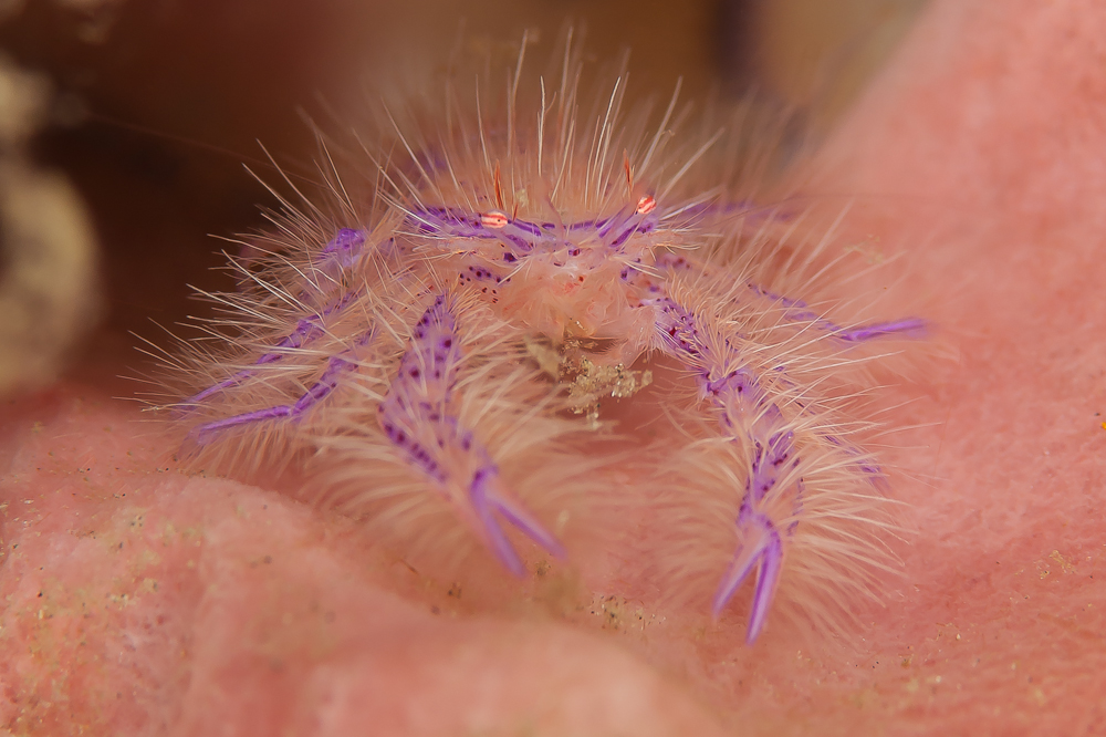 Schwamm-Springkrabbe  Lauriea siagiani-2135.jpg