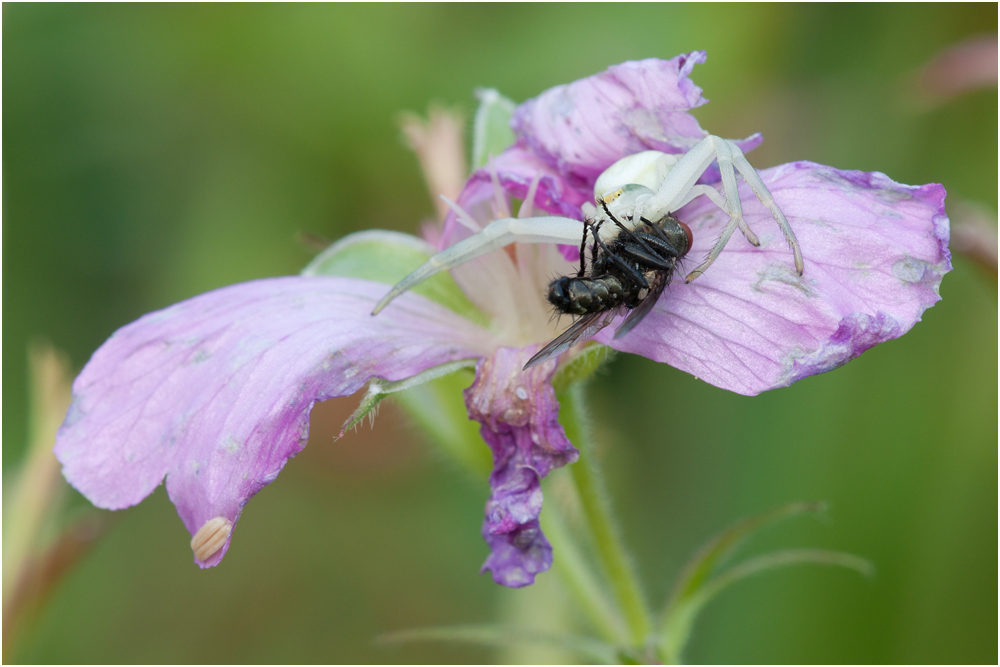 3356 Misumena vatia - Veränderliche Krabbenspinne.jpg