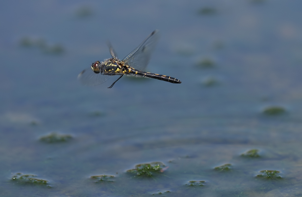 Leucorrhinia dubia_w_Eiablageflug_IMG_8878.jpg