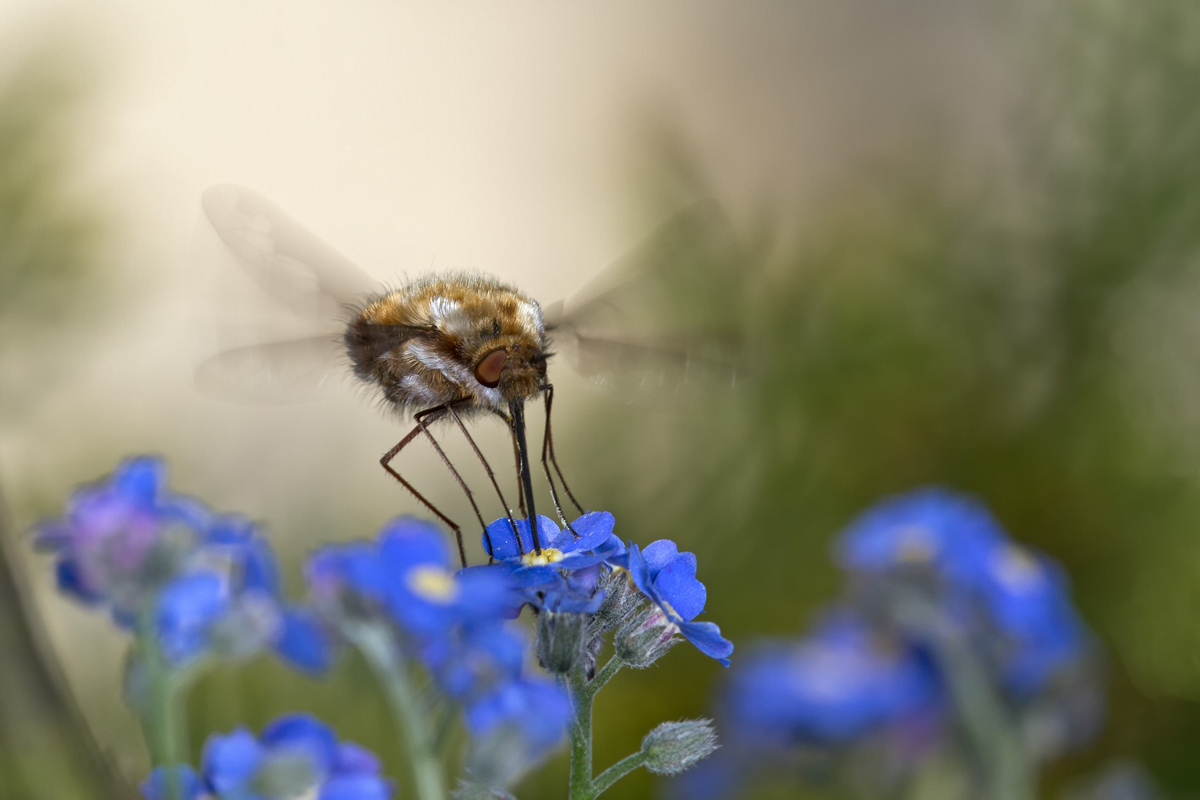 _MG_3929.jpg
