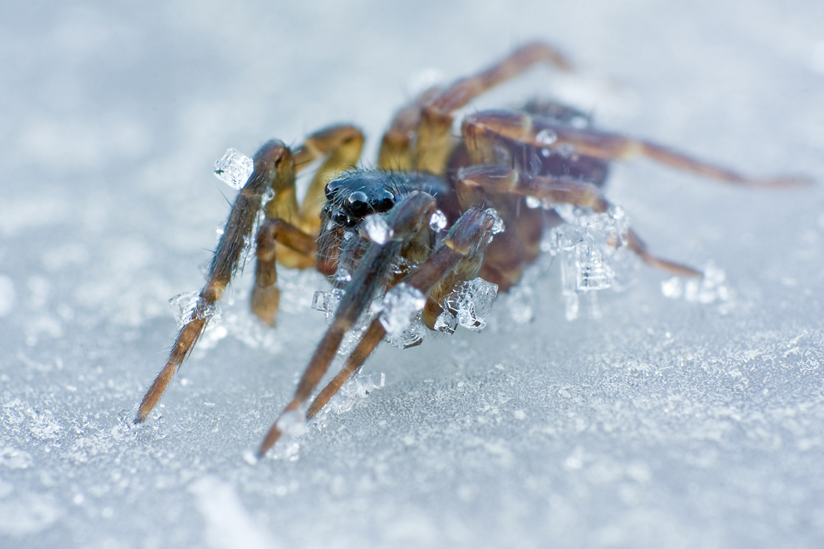 IMG_9825-pardosa_frostig.jpg