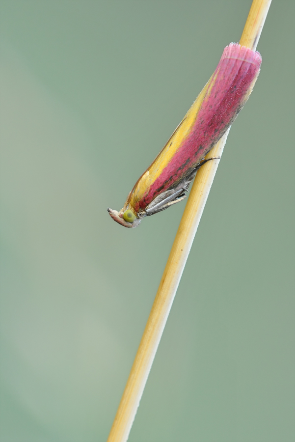 Spinner web DSC_2211.jpg