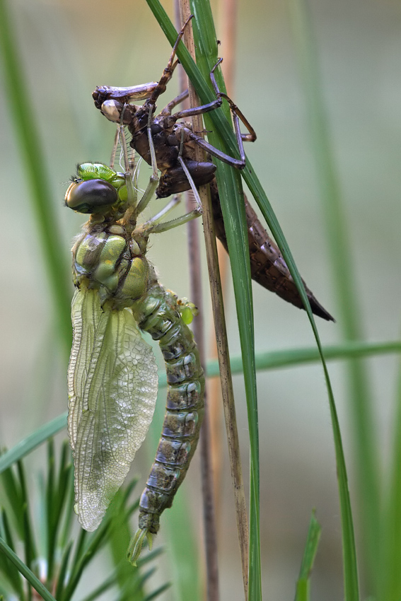 aeshna_cyanea_male_metamorphose_970.jpg