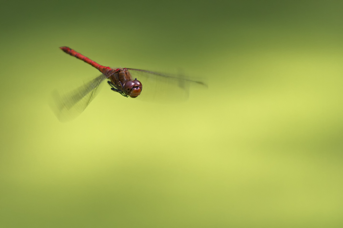 _MG_4075_Sympetrum striolatum.jpg