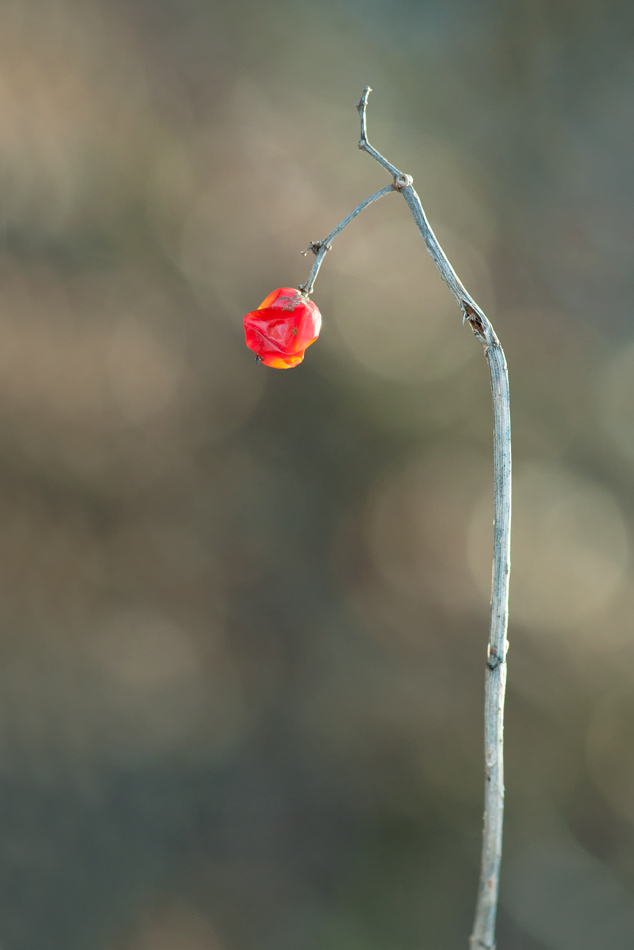 Red Point  web DSC_4243.jpg