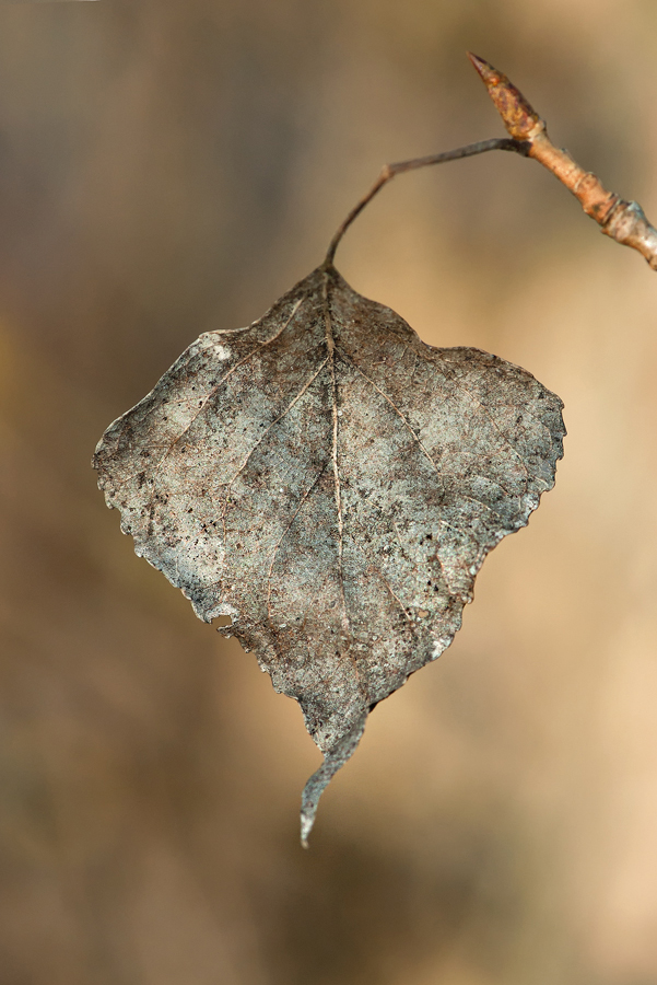 Blatt web 3 (f)DSC_4270.jpg