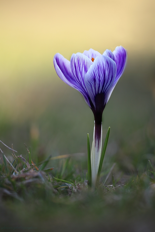 Krokus_2012.jpg