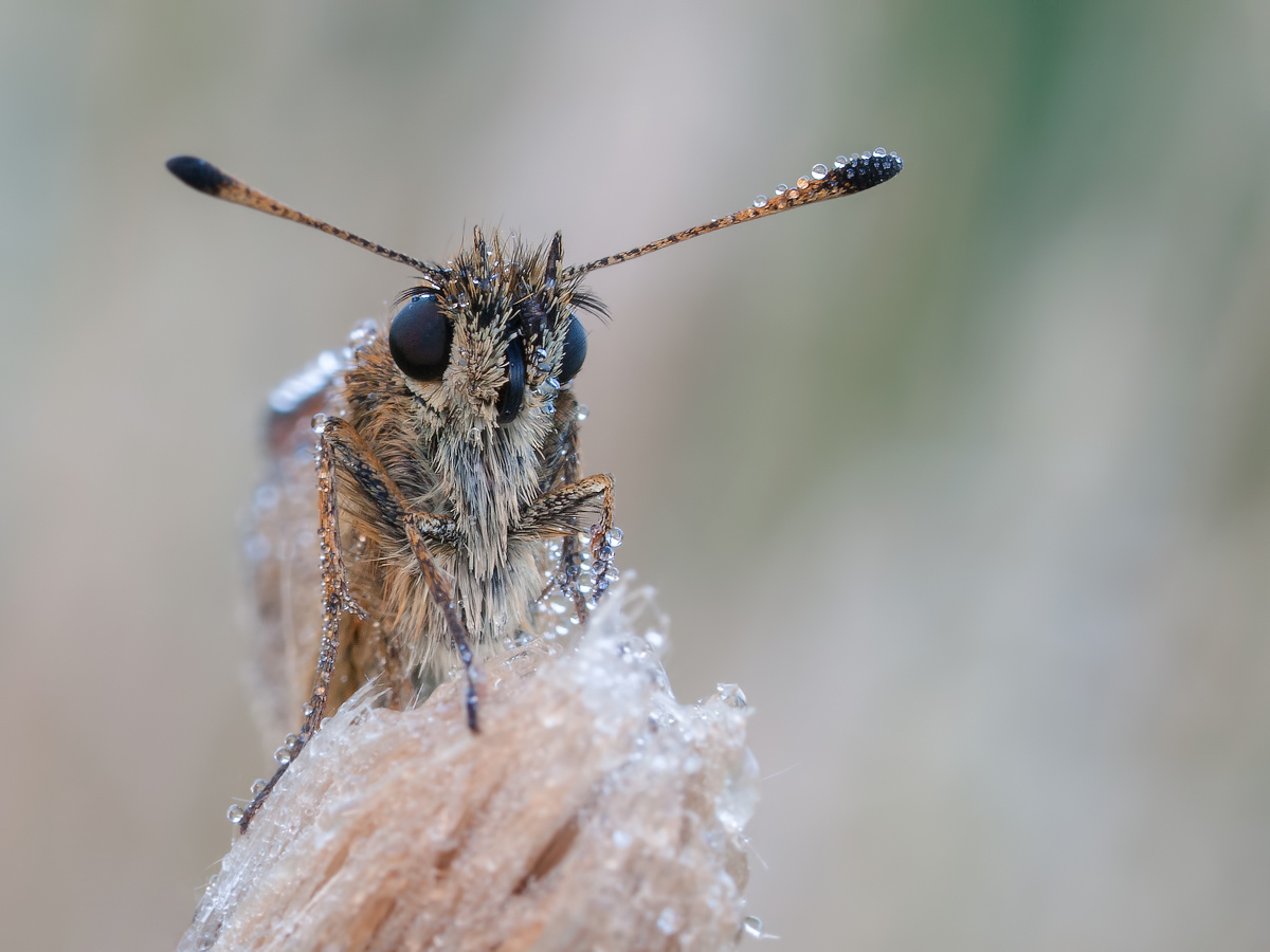 Comp_P7161556-4.jpg