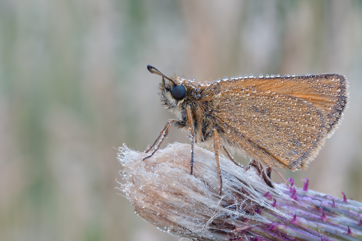 Comp_P7161562.jpg
