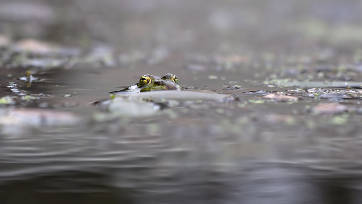 DSC_1865f1 Laborfrosch.jpg