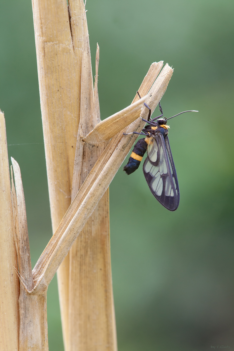 20111216-Trypanophora hyalina.jpg