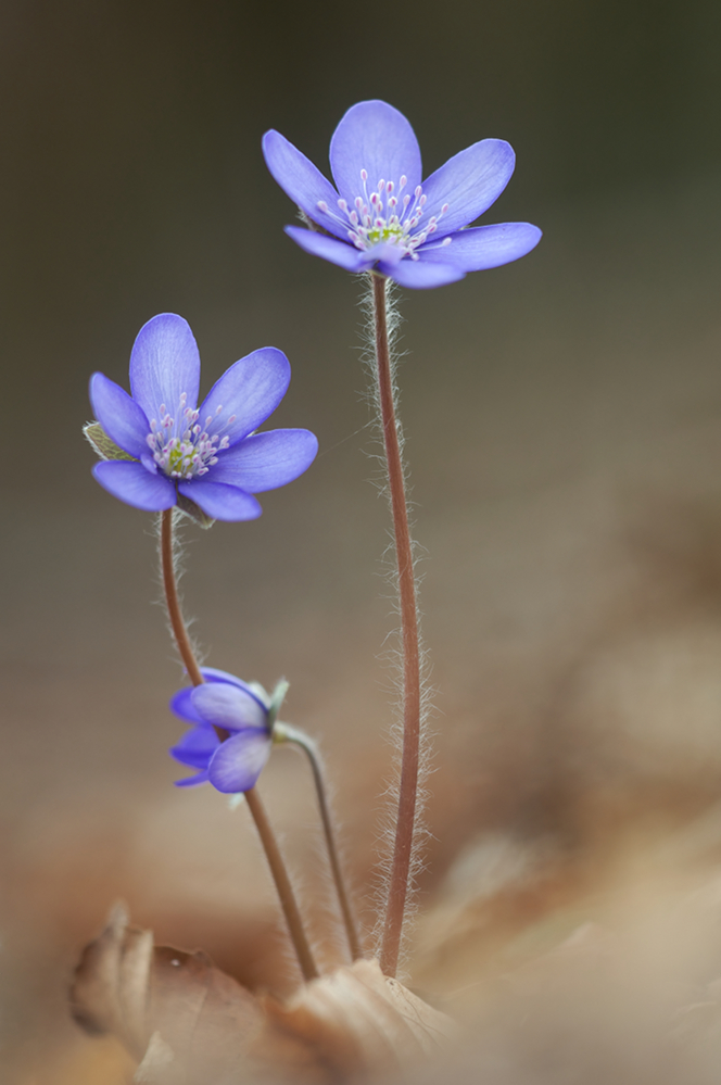 Leberblümchen (1).jpg