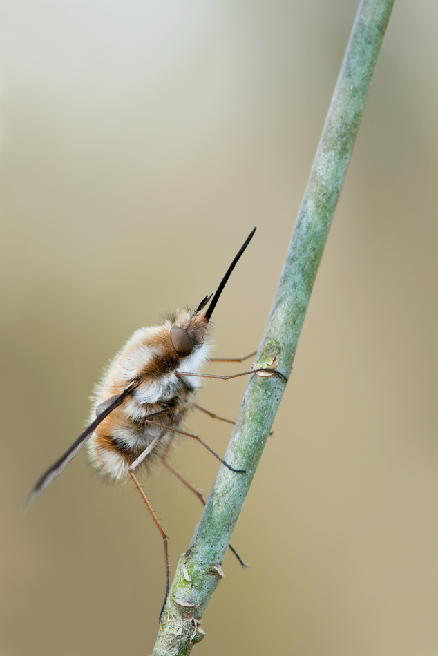 Wolli 2 web DSC_5093.jpg