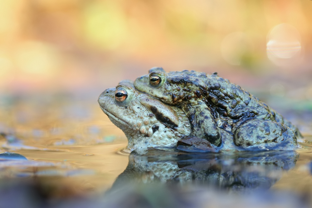 cp_Erdkrötenpäärchen 1 ps_filtered.jpg