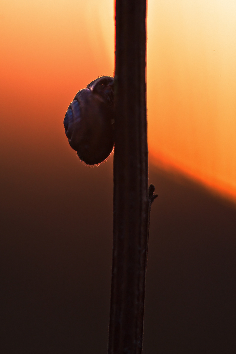 IMG_8314 als Smart-Objekt-1200px.jpg