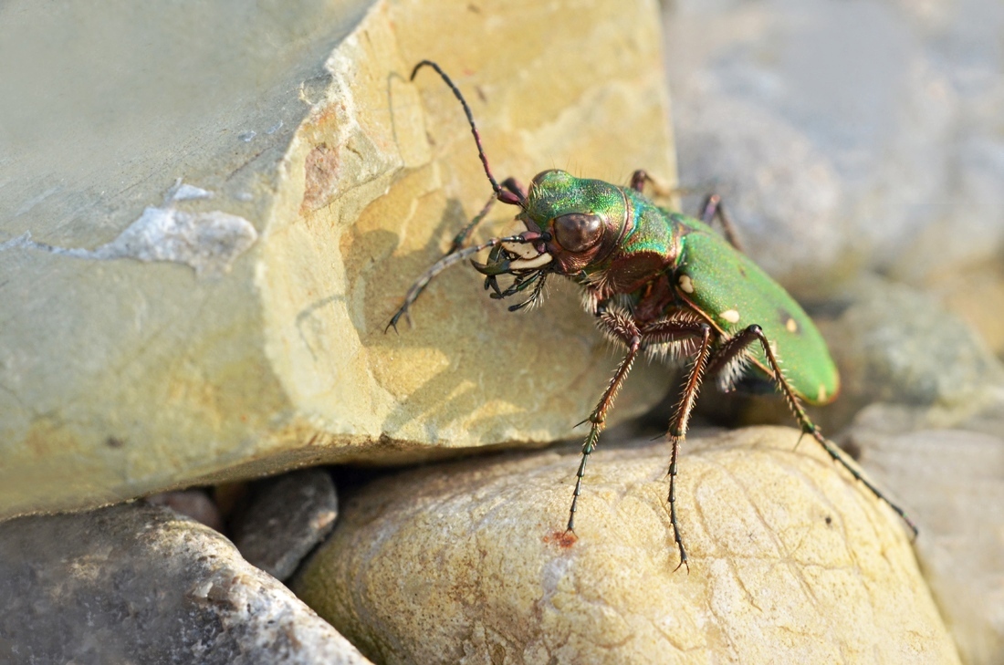 Feld-Sandlaufkäfer-cicindela-campestris-71-2.jpg