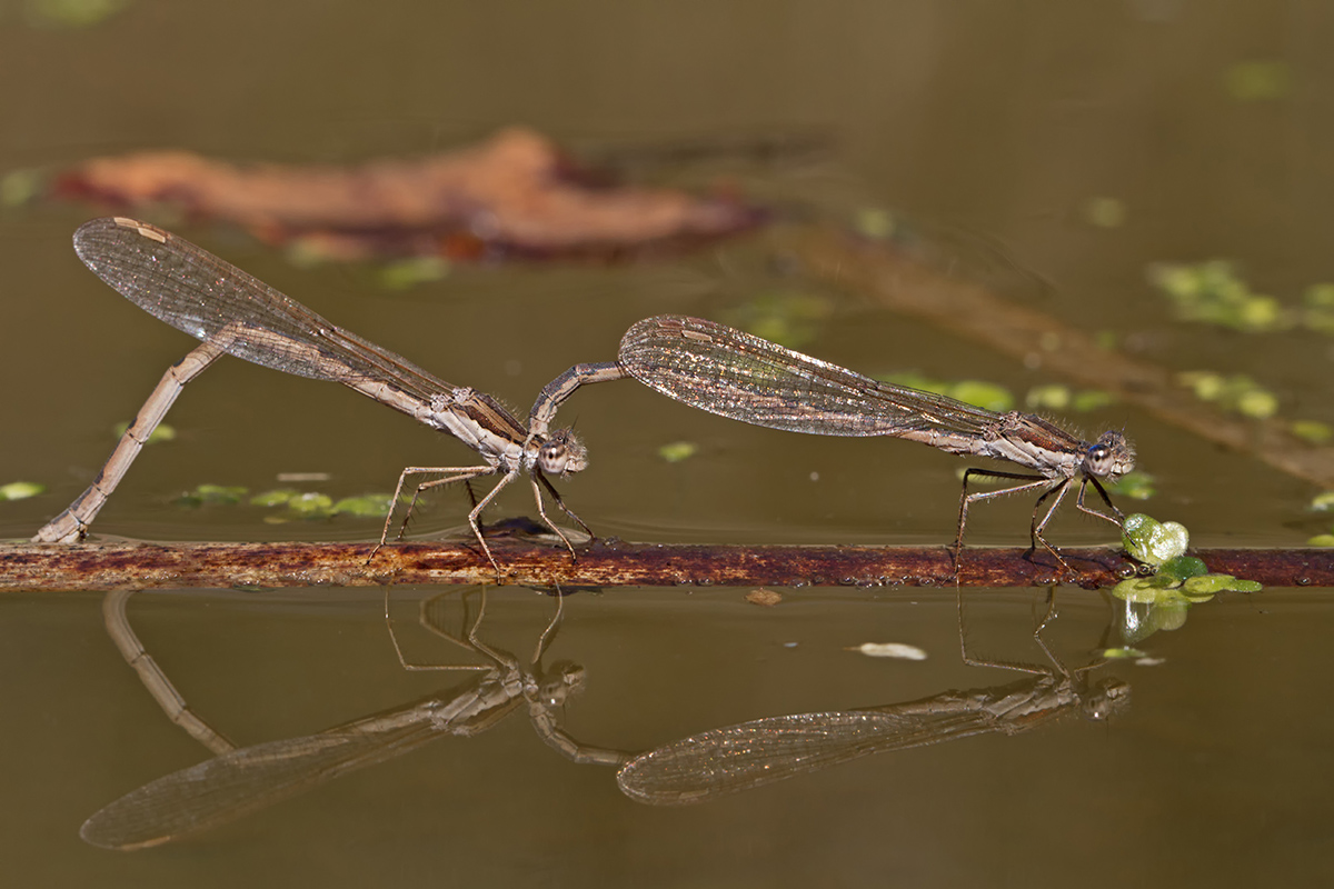 _MG_8031_Gemeine Winterlibelle.jpg